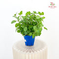 Australis Mint P140