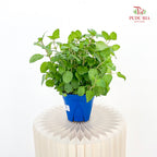 Australis Mint P140