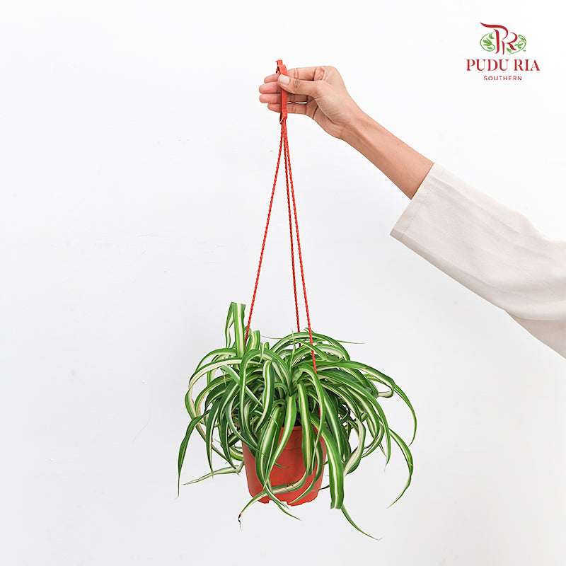 Chlorophytum / Spider Plant