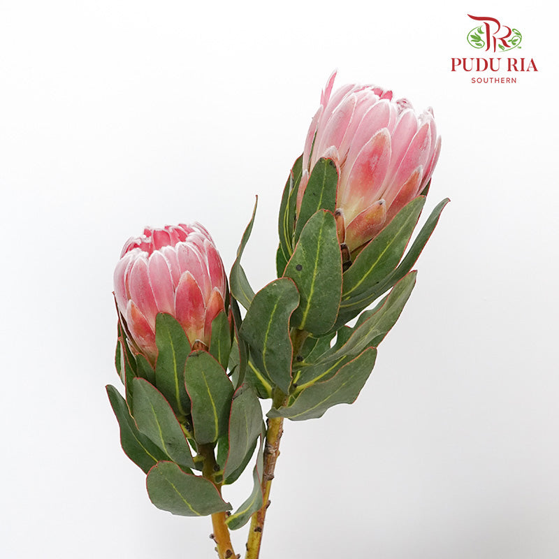 Protea Ice Pink  (2 Stems) - Pudu Ria Florist Southern