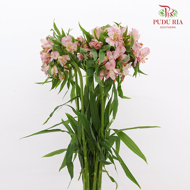 Alstroemeria 六出花 Pink - (9-10 Stems)