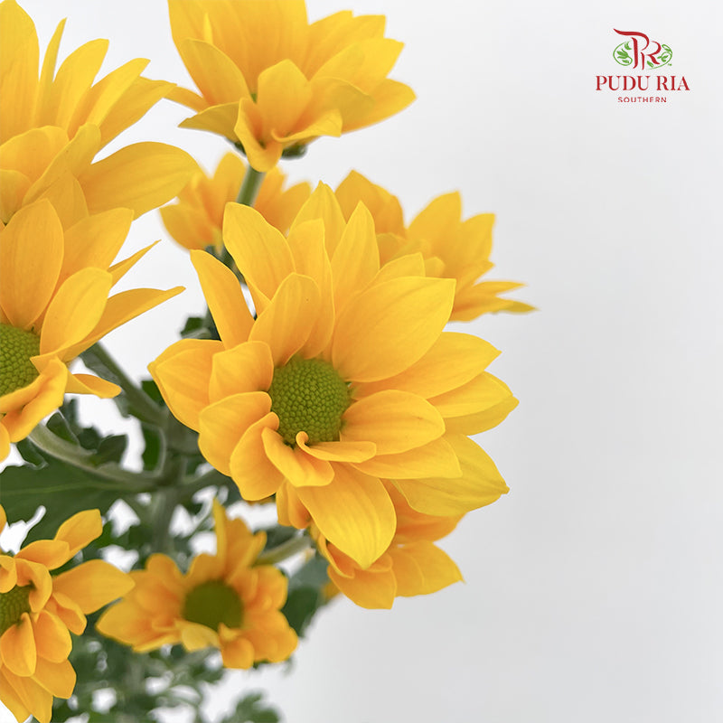 Chrysanthemum Pompom Daisy Yellow 1 - (10-12 Stems)