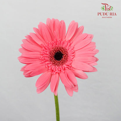 Gerbera  Pink (8-10 Stems) - Pudu Ria Florist Southern