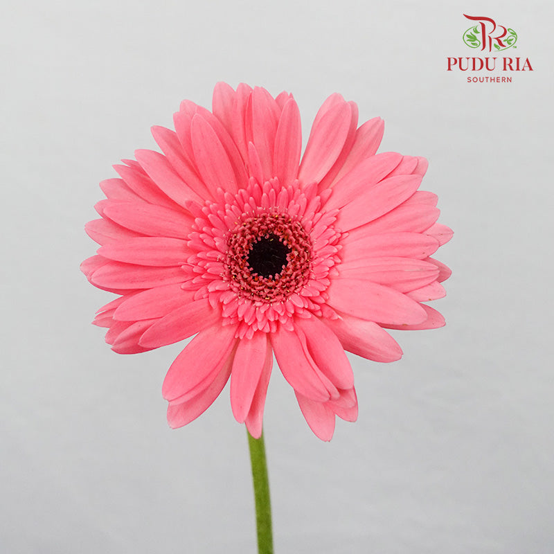 Gerbera  Pink (8-10 Stems) - Pudu Ria Florist Southern