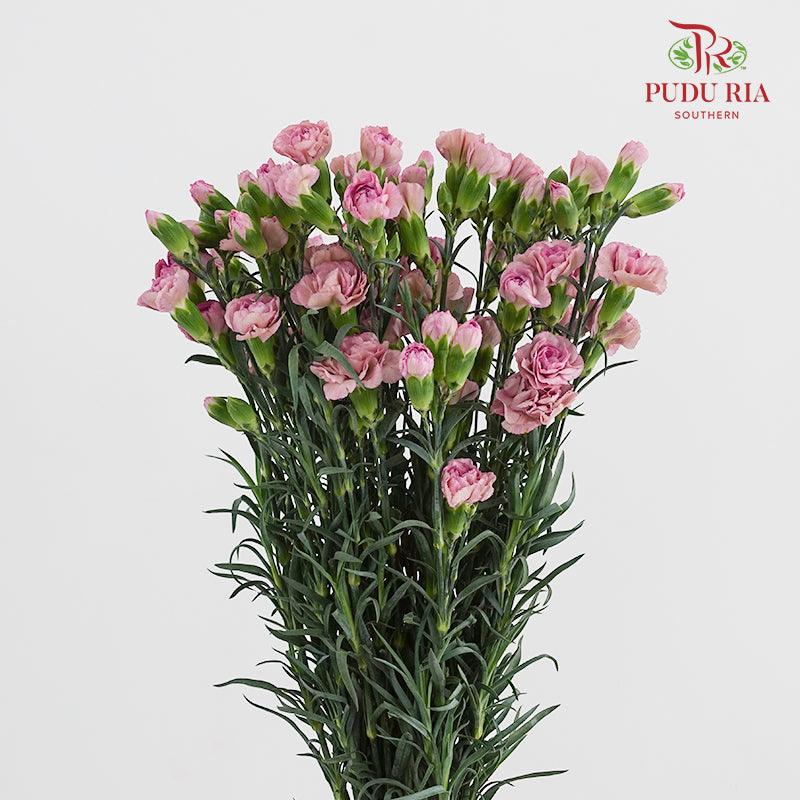Carnation Spray Purple - (18-20 Stems)