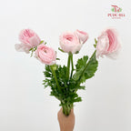 Ranunculus Cloni Pink 洋牡丹- (5 Stems)