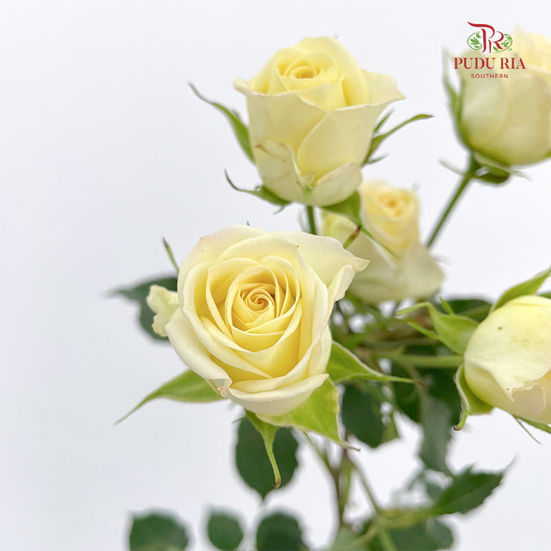 Rose Spray Light Yellow - (8-10 Stems)
