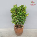 Local Lime Tree 桔子树 75-90CM