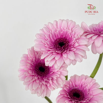 Gerbera Mini Herrera - (5 Stems)