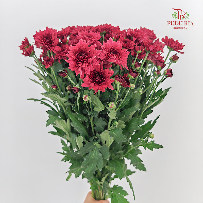 Chrysanthemum Pompom Dark Red 1 - (10-12 Stems)