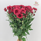 Chrysanthemum Pompom Dark Red 1 - (10-12 Stems)