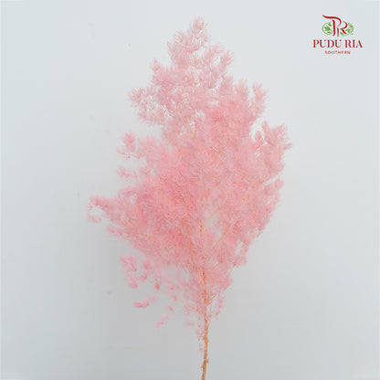 Preservative Asparagus Fern Pink