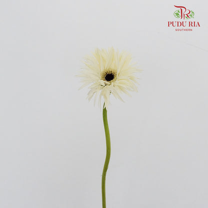 Gerbera Spider Mini - White - Pudu Ria Florist Southern