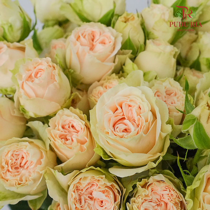 Rose Spray Summer Rose (6 Stems) - Pudu Ria Florist Southern