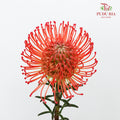 Leucospermum - Red (5 stems) - Pudu Ria Florist Southern