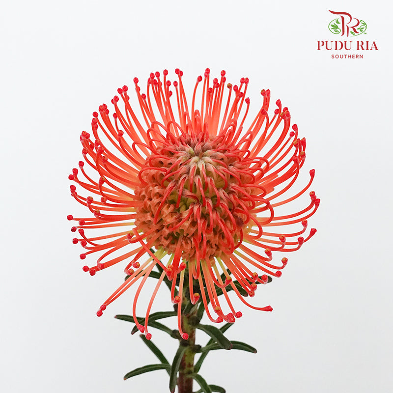 Leucospermum - Red (5 stems) - Pudu Ria Florist Southern
