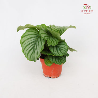 Calathea Orbifolia (Medium)
