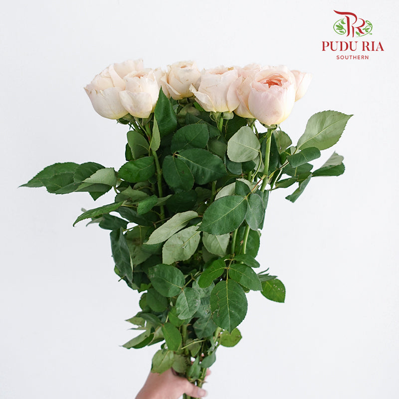 Rose Juliet (8-10 Stems) - Pudu Ria Florist Southern
