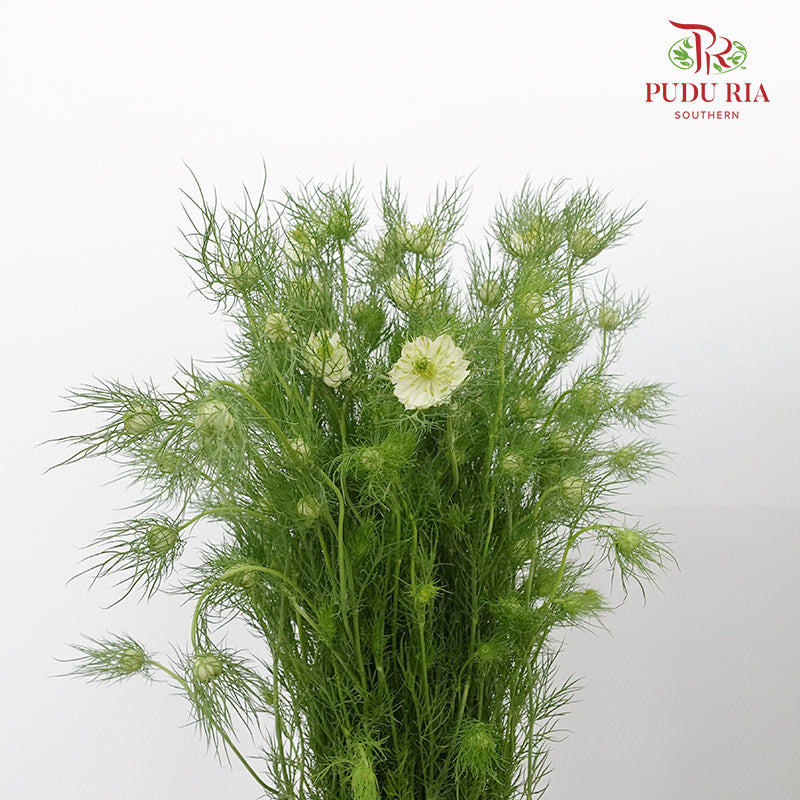 Nigella White - Pudu Ria Florist Southern