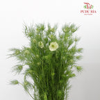 Nigella White - Pudu Ria Florist Southern