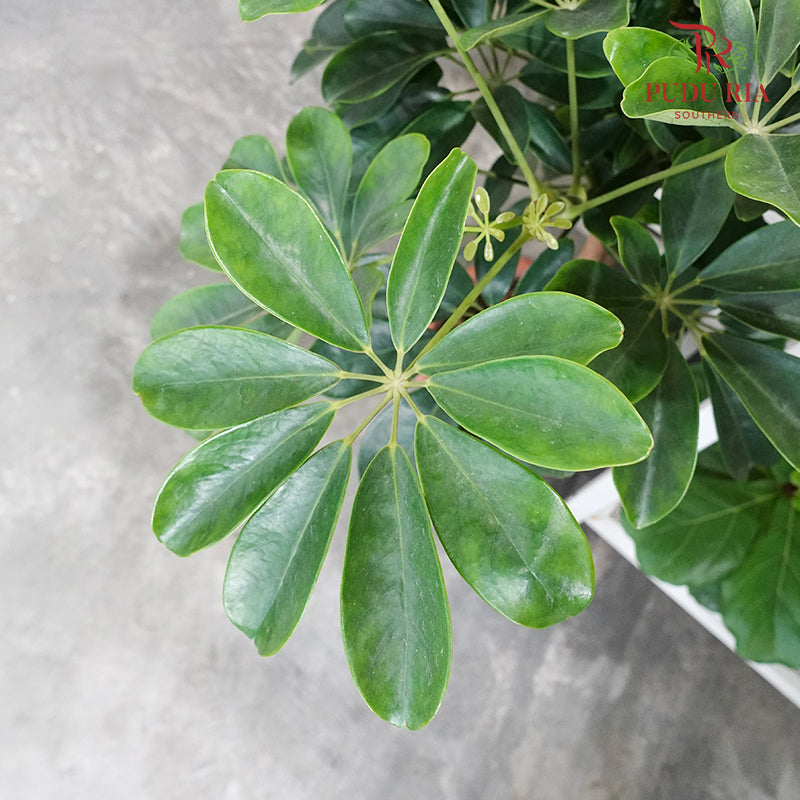 Schefflera Lolipop - Pudu Ria Florist Southern