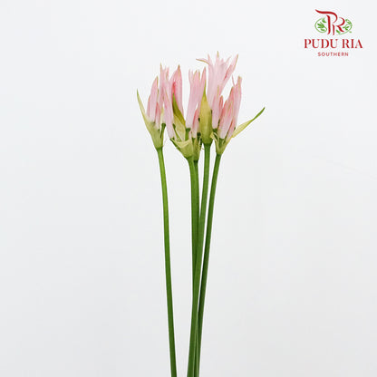 Nerine - 5 Stems - Pudu Ria Florist Southern