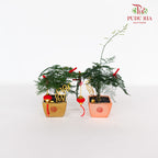 CNY Potted Plant Arrangement 2024#50