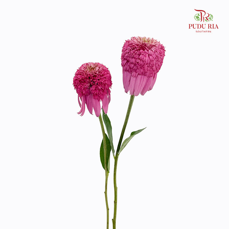Echinacea - (2 Stems)