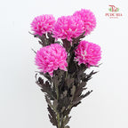Peony Chrysanthemum Dyed Pink 牡丹菊 - (5 Stems)