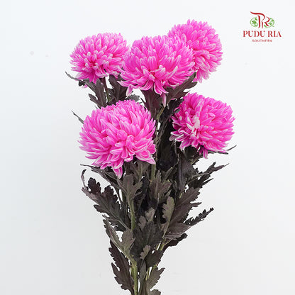 Peony Chrysanthemum Dyed Pink - (5 Stems)