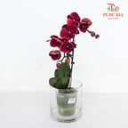 Phalaenopsis Orchid Pale Red Big