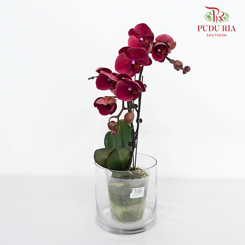 Phalaenopsis Orchid Pale Red Big