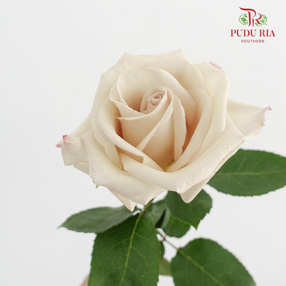 Rose Ally - (15 Stems)