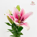 Lily Light Pink - (5 Stems)