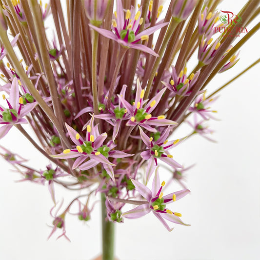 Allium Schubertii 大花葱 - (2 Stems)