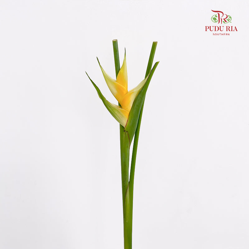 Heliconia / Crab Claw Yellow - (Per Stem)