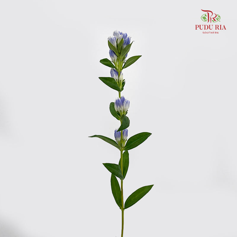 Gentiana Blue - (5 Stems)