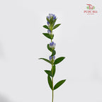 Gentiana Blue - (5 Stems)