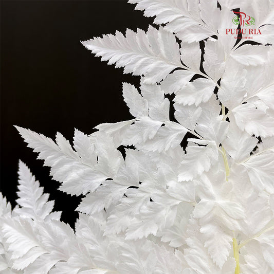 Preservative Fern - White