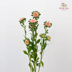 Aster Champagne 翠菊 - (Per Bundle)