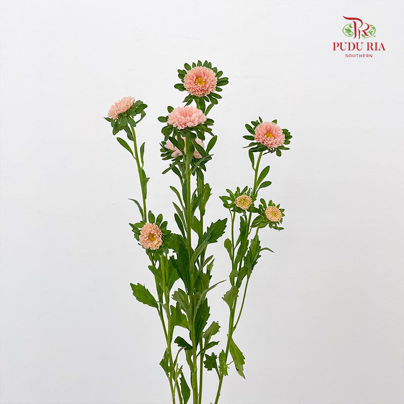 Aster Champagne 翠菊 - (Per Bundle)