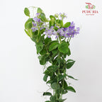 Lathyrus Latifolius 宽叶山黧豆 - (4 Stems)