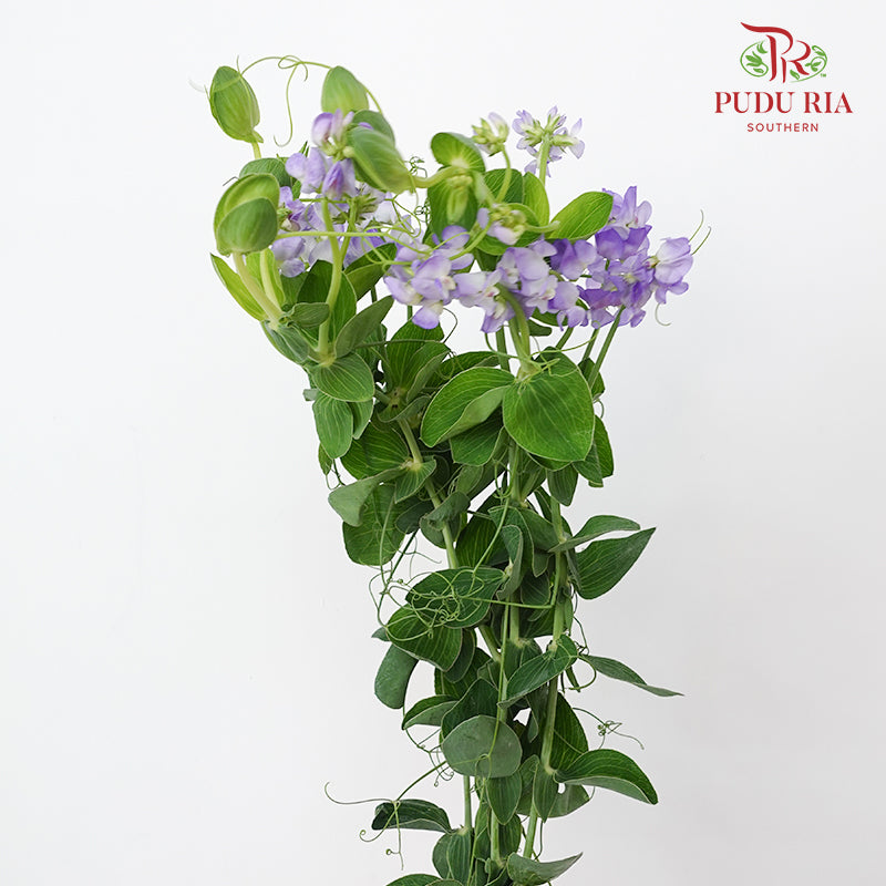 Lathyrus Latifolius 宽叶山黧豆 - (4 Stems)