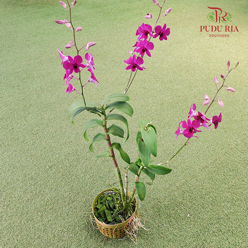 Dendrobium Orchid Pot - Purple