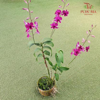 Dendrobium Orchid Pot - Purple