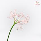 Nerine 纳丽花 - (5 Stems)