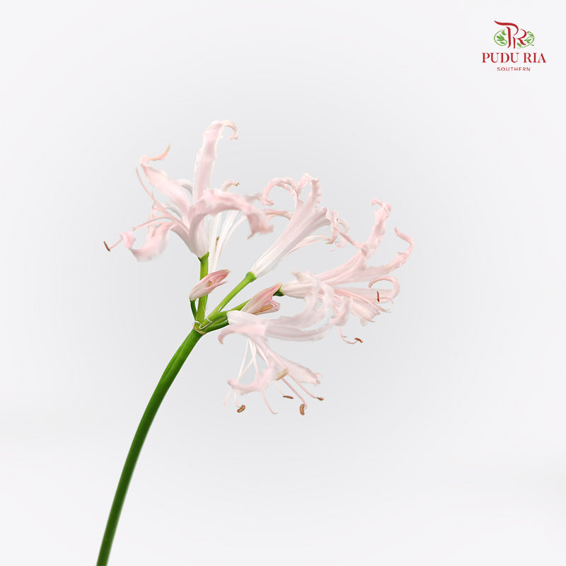 Nerine 纳丽花 - (5 Stems)