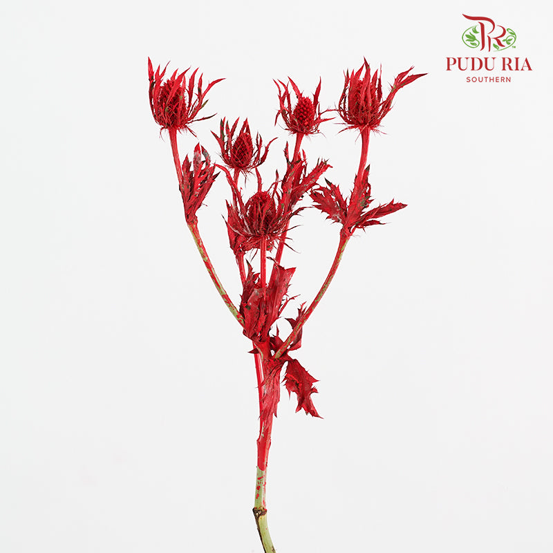 Eryngium Dyed Red - (5 Stems)