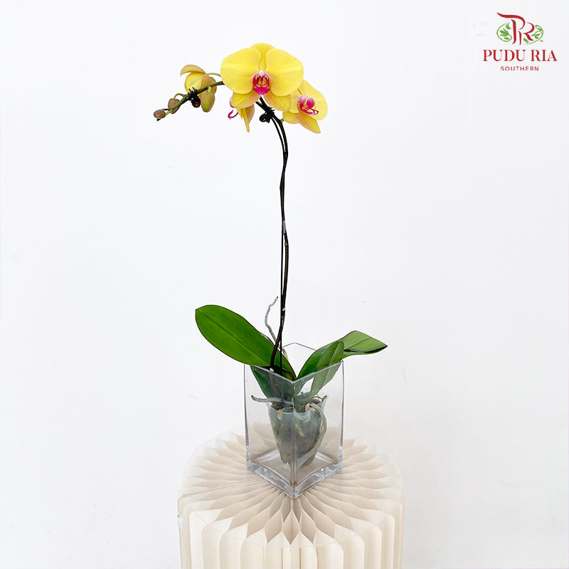 Phalaenopsis Orchid Yellow Center Pink Single Big