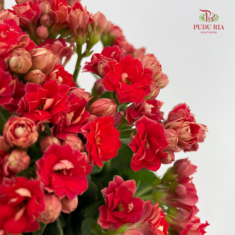 Kalanchoe Mixed (M)